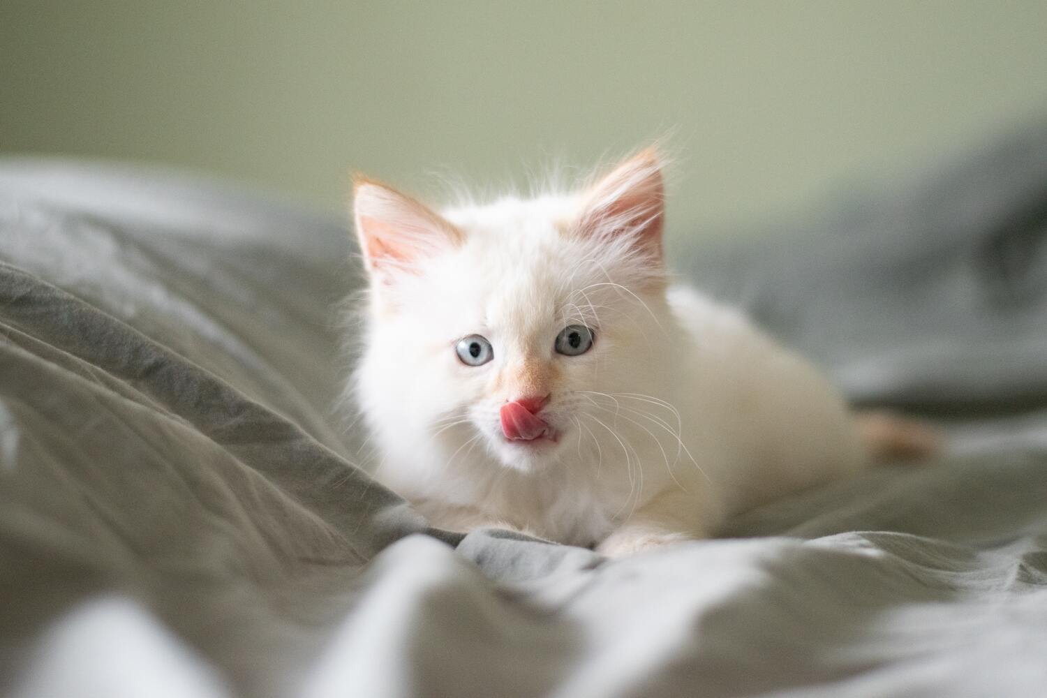 Offre Shooting photo 1h30 Animaux