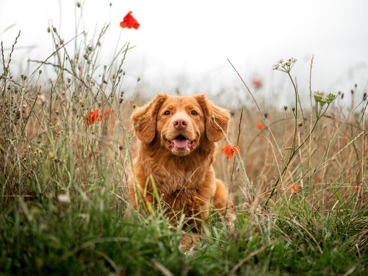 Offre Shooting 45 min Animaux